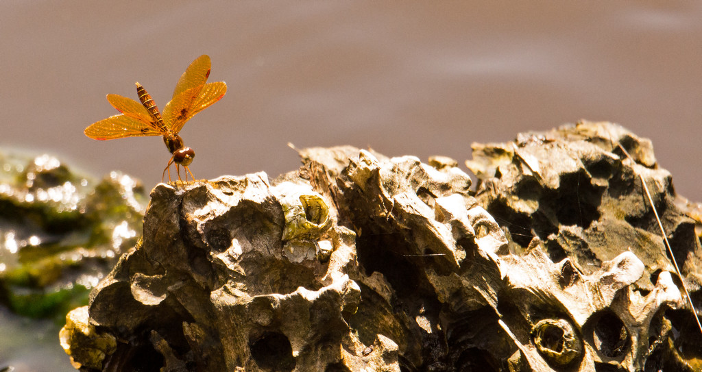 Dragonfly on the Driftwood! by rickster549