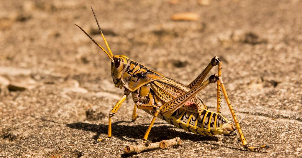 Eastern Lubber Grasshopper Crossing the Sidewalk! by rickster549