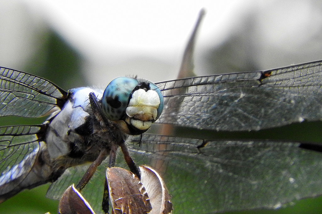 Dragonfly face by homeschoolmom