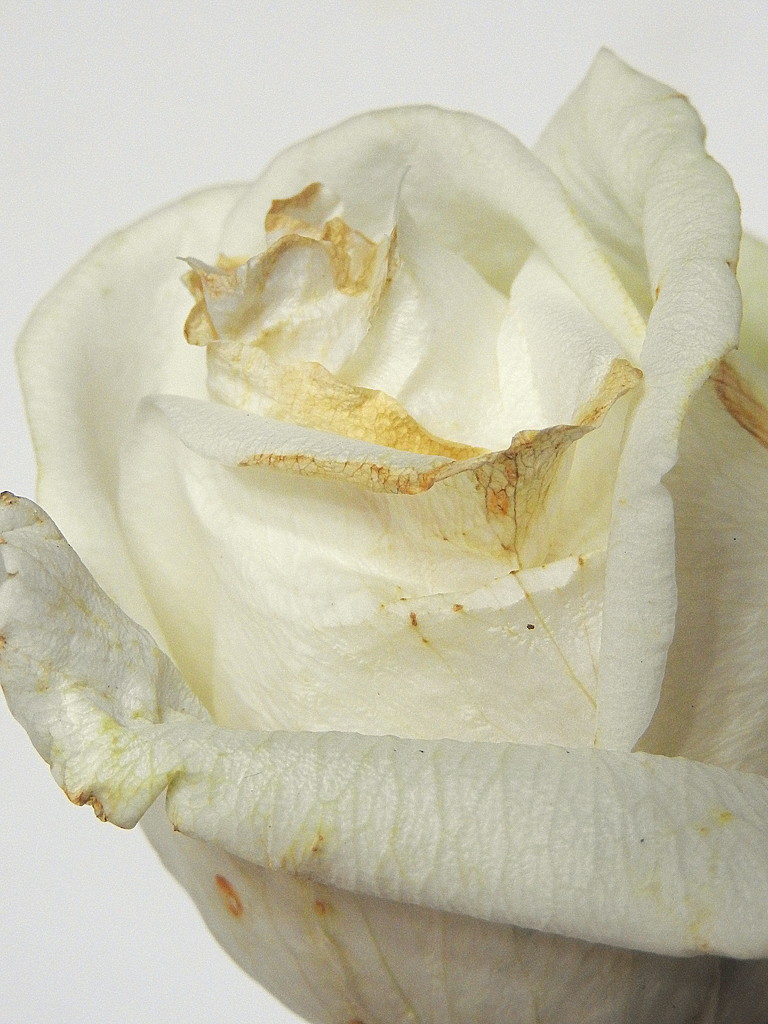Old white rose by homeschoolmom