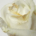 Old white rose by homeschoolmom