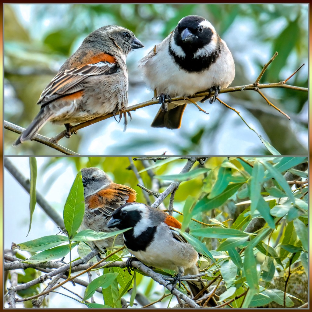 Mr and Mrs Cape Sparrow by ludwigsdiana
