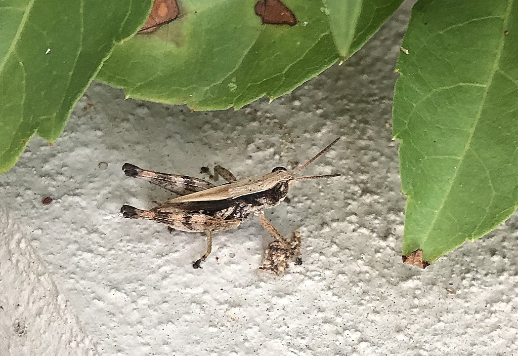 Strange little grasshopper by homeschoolmom