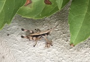 9th Jul 2019 - Strange little grasshopper