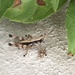 Strange little grasshopper by homeschoolmom