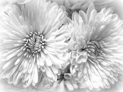 11th Jul 2019 - White dahlias, not daisies