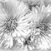 White dahlias, not daisies by homeschoolmom