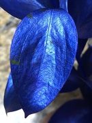 9th Jul 2019 - Blue leaf
