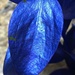 Blue leaf by homeschoolmom