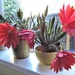 Flowering Cacti 2 by oldjosh
