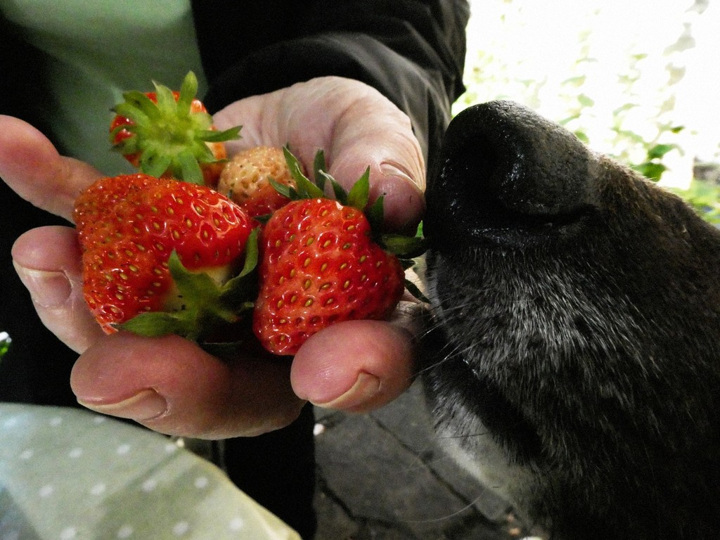 Strawberries by allsop