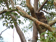 15th Jul 2019 - koalas, bark and lichen
