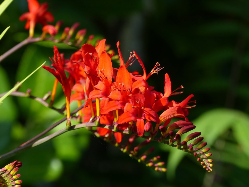 Crocosmia by foxes37