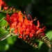 Crocosmia by foxes37