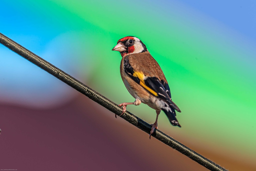 Goldfinch rainbow moment by padlock