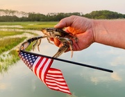 16th Jul 2019 - American crab 🦀 