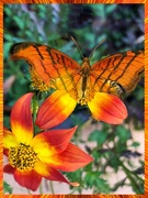 16th Jul 2019 - Butterfly emerging