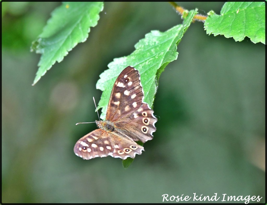 Speckled wood by rosiekind