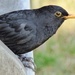 Male Blackbird by fishers