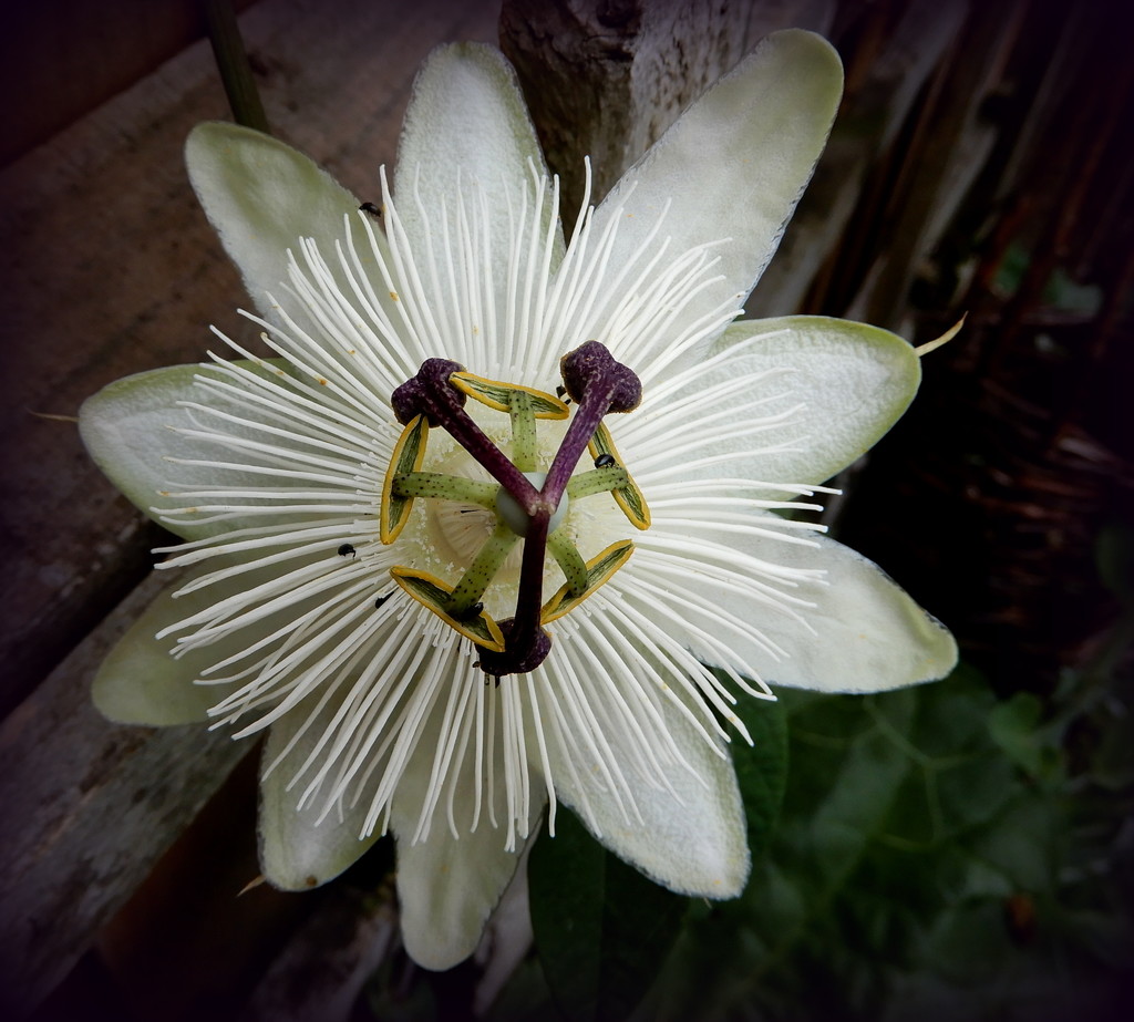passionflower by busylady