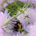 A sleepy bee by busylady