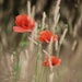 Poppies Amongst the Grass by carole_sandford