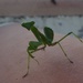 Tiny baby praying mantis on the gate tiles.  by chimfa