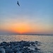 Seagull and sunset.  by cocobella