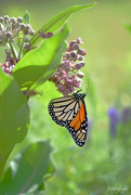 16th Jul 2019 - Hanging out with the milkweed!