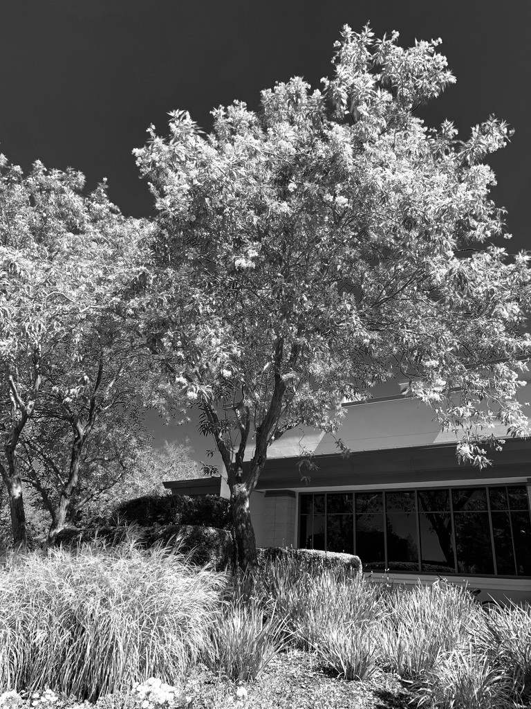Converted to Infrared by shutterbug49