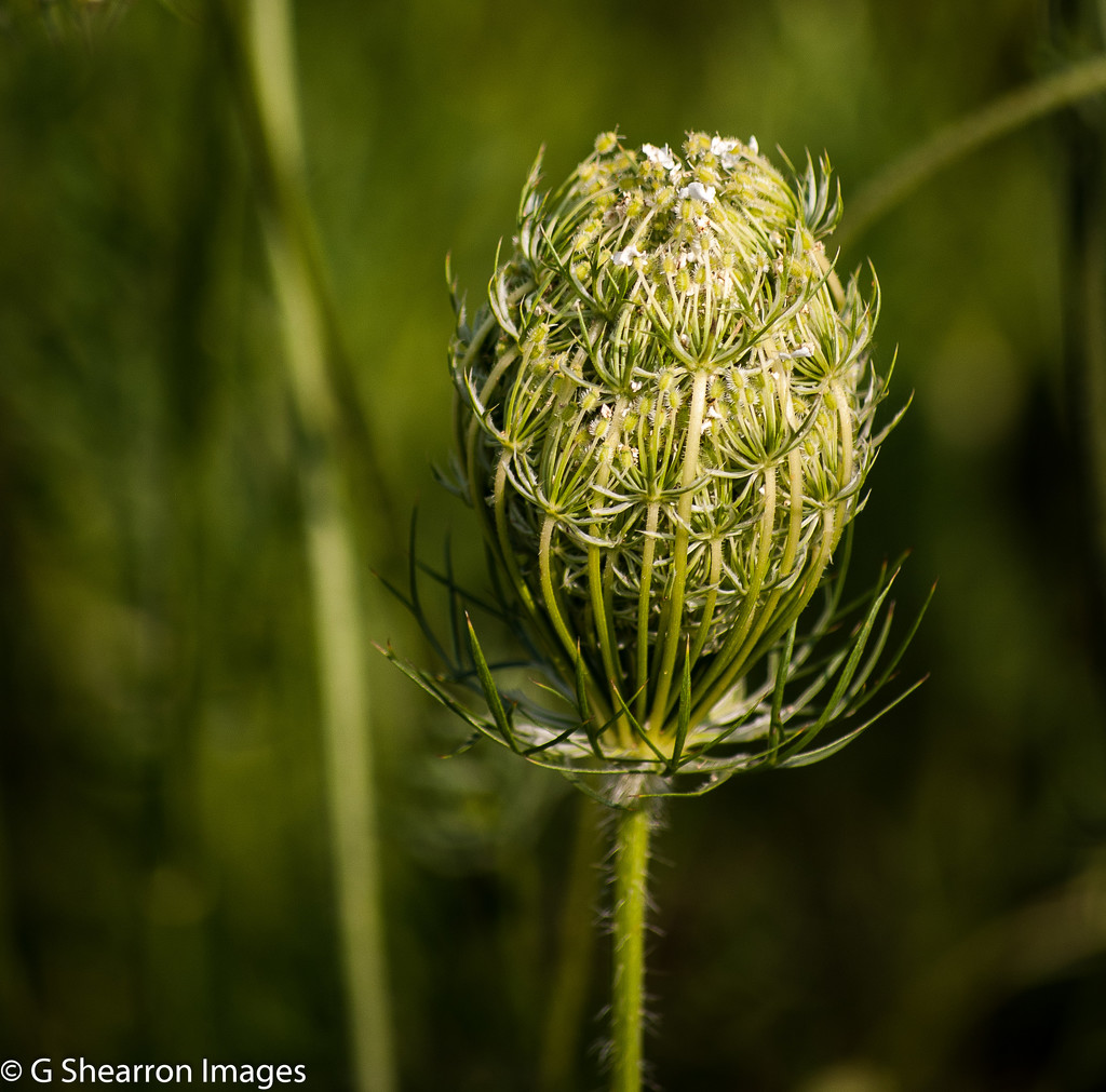 Nature's detail by ggshearron