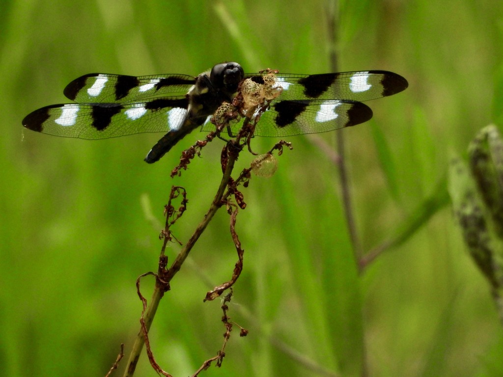 12spotted skimmer by amyk