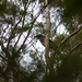 Australian wattle bird by sugarmuser