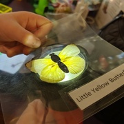 16th Jul 2019 - Little Yellow Butterfly
