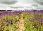 17th Jul 2019 - lavender path 