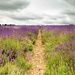lavender path  by shepherdmanswife