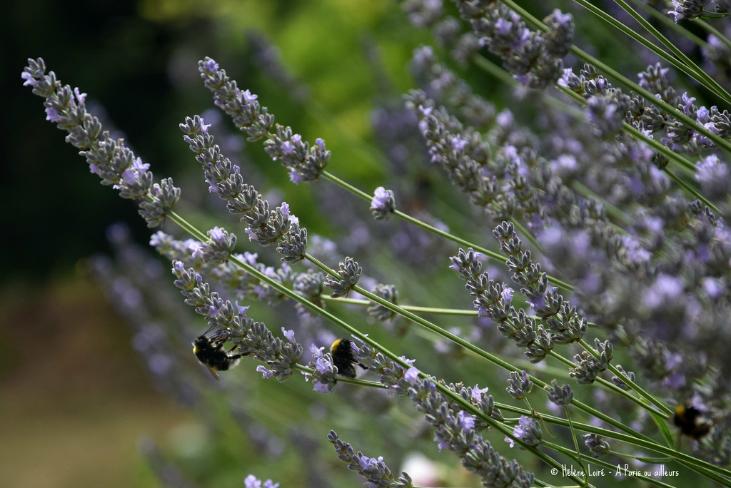 bumblebees in lavender by parisouailleurs