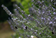 14th Jul 2019 - bumblebees in lavender