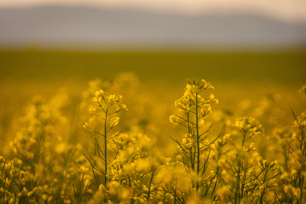 Canola at Dusk by 365karly1