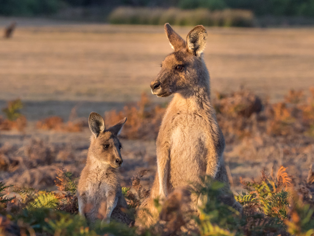 Kangaroos by gosia