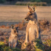 Kangaroos by gosia