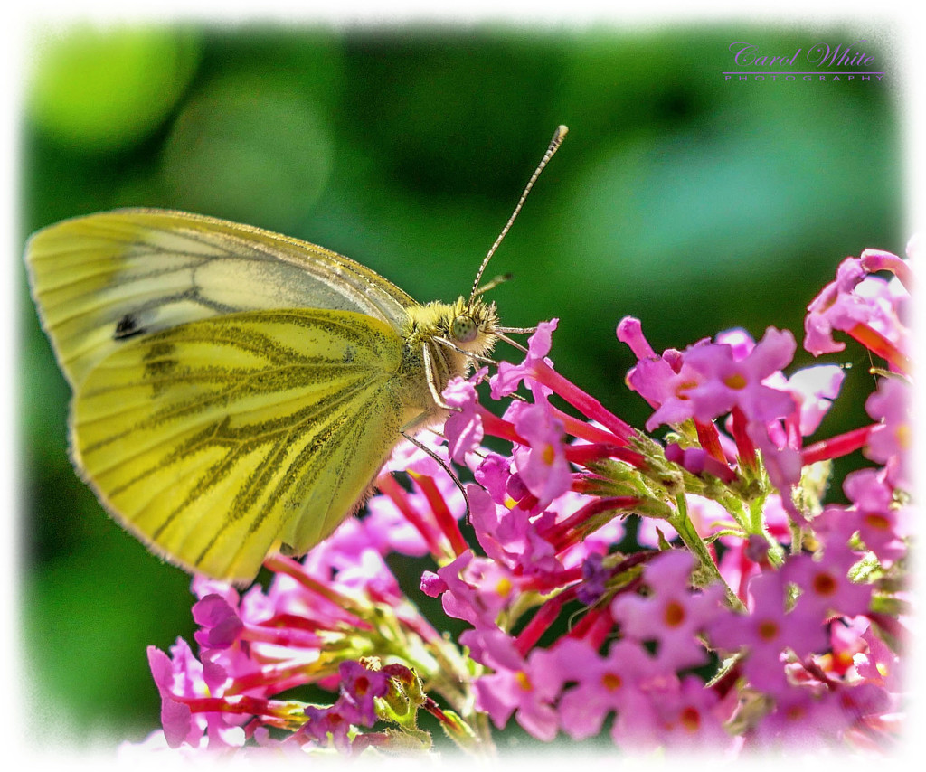 Green-veined White Butterfly by carolmw
