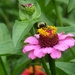 Hi Bee by linnypinny