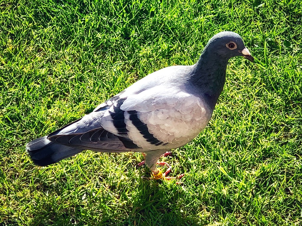 Racing pigeon by tinley23