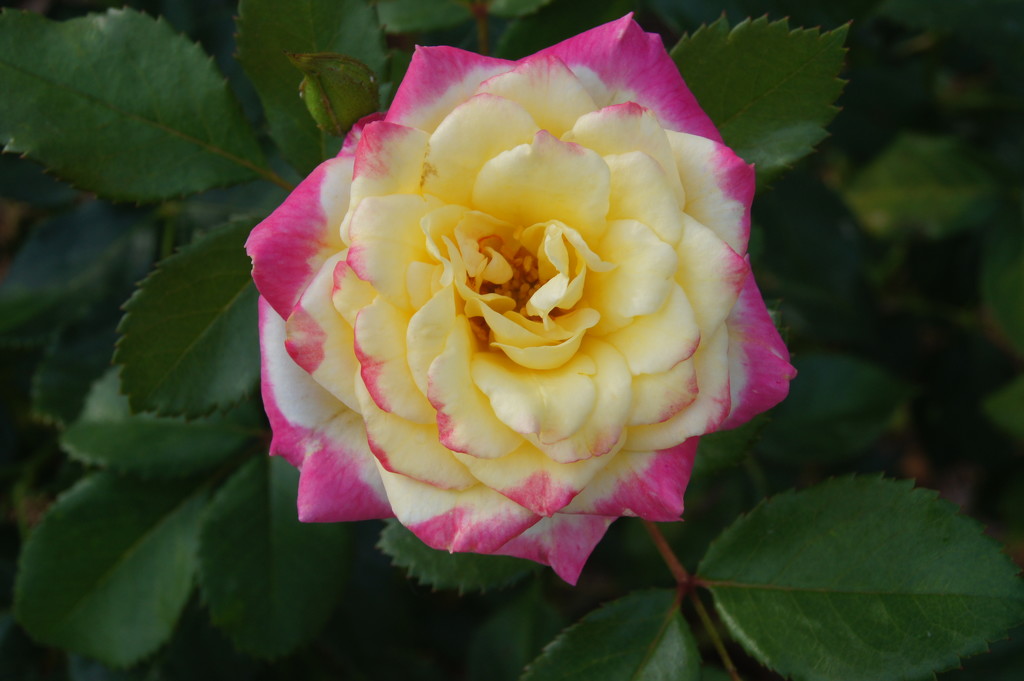 Rose by larrysphotos