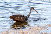 16th Jul 2019 - Limpkin comes up empty