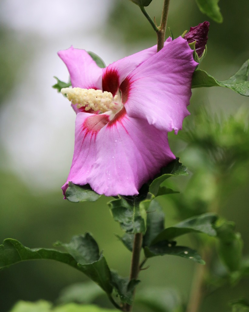July 17: Rose of Sharon by daisymiller