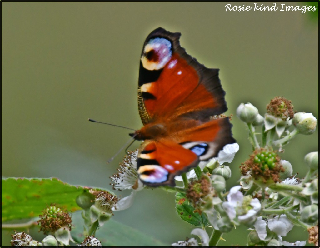 Beautiful peacock by rosiekind