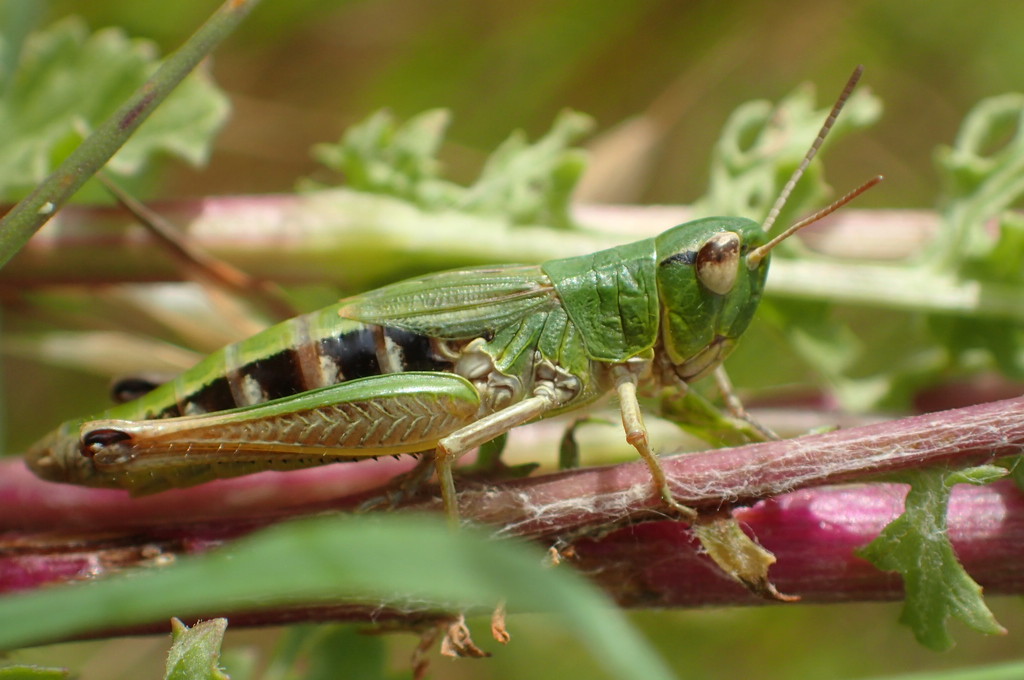 Grasshopper by mattjcuk