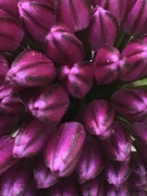 13th Jul 2019 - Allium Flower 